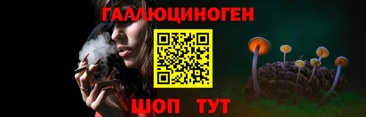 Псилоцибиновые грибы Psilocybe Ачинск